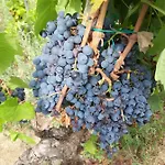 Fumu Ludurru Farm Farmház *